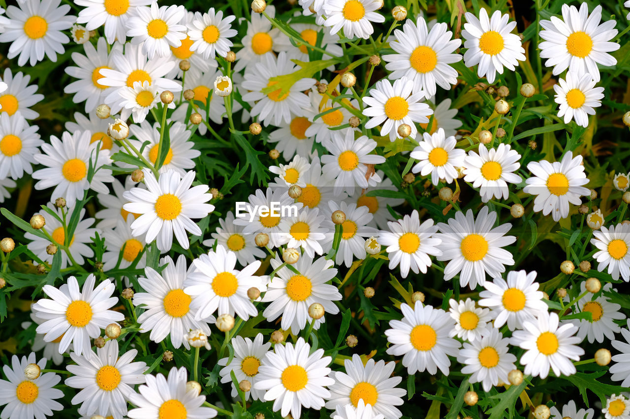 HIGH ANGLE VIEW OF WHITE DAISIES