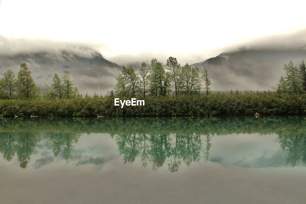 Scenic shot of reflection of plants in calm lake