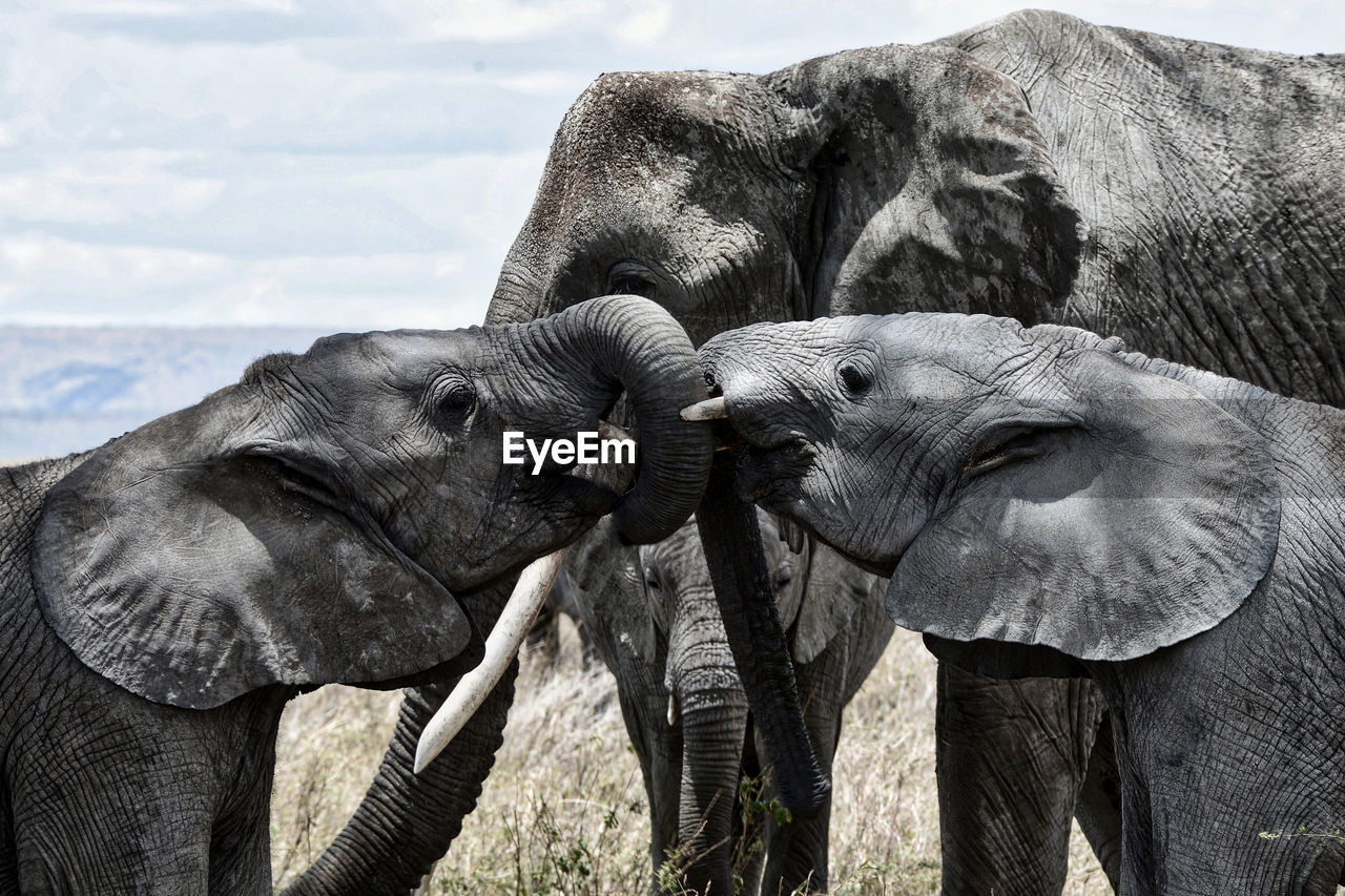 Elephants on field