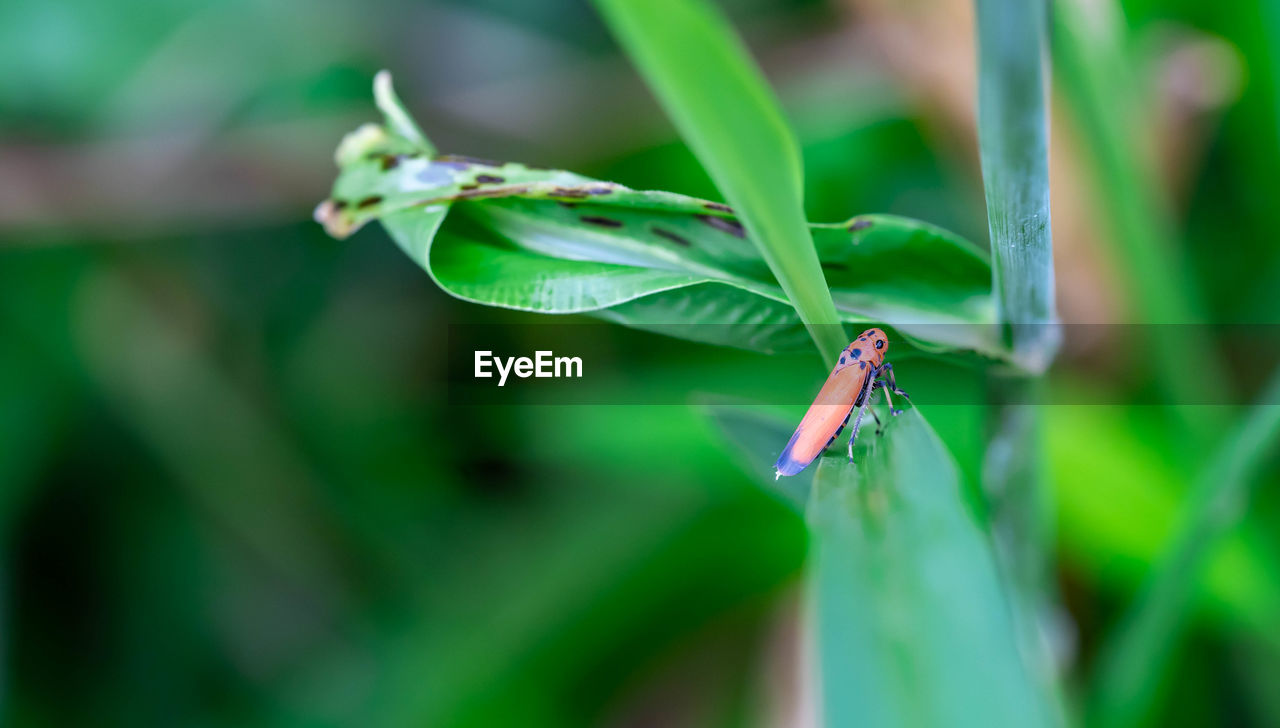 CLOSE-UP OF INSECT ON PLANT