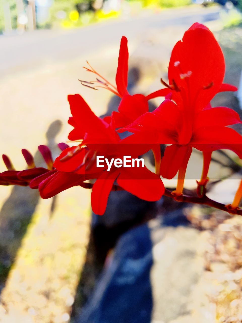 CLOSE-UP OF RED FLOWERING PLANTS ON LAND