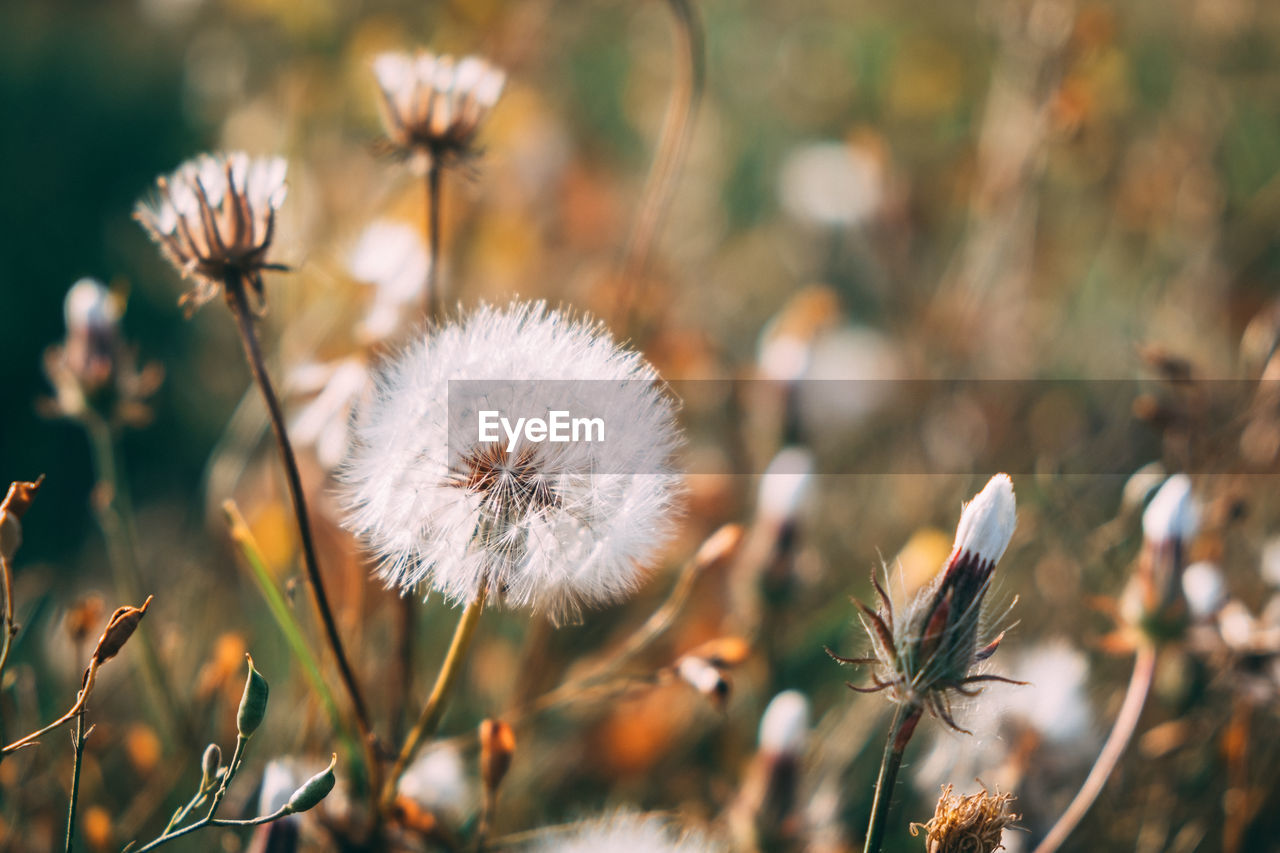 CLOSE-UP OF WHITE DANDELION FLOWER