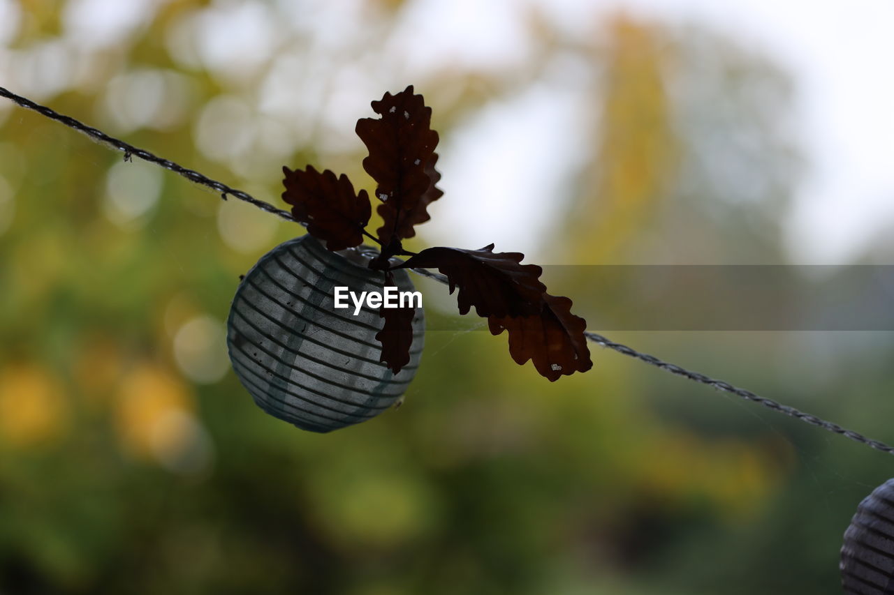 leaf, branch, nature, focus on foreground, flower, macro photography, close-up, plant, insect, animal, no people, animal themes, tree, outdoors, day, animal wildlife, green, autumn, beauty in nature, wire, wildlife, one animal, twig, plant part