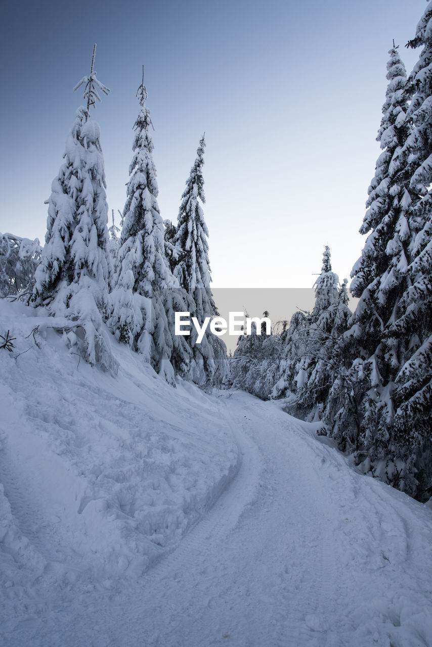 Snow covered road by trees against sky