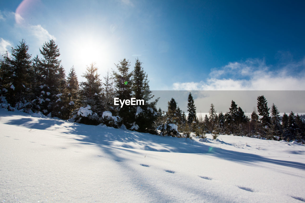 TREES ON SNOW COVERED LAND AGAINST SKY