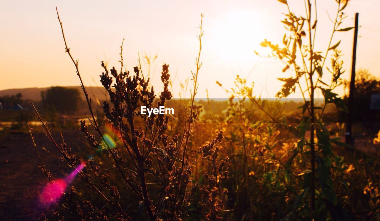 Plants on field during sunset