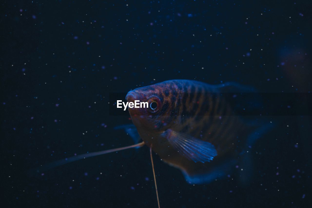 Close-up of fish swimming in sea