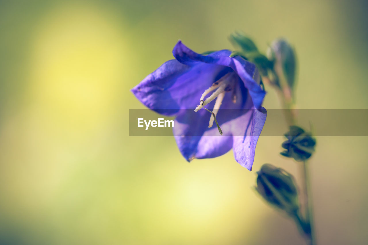 Close-up of purple iris flower