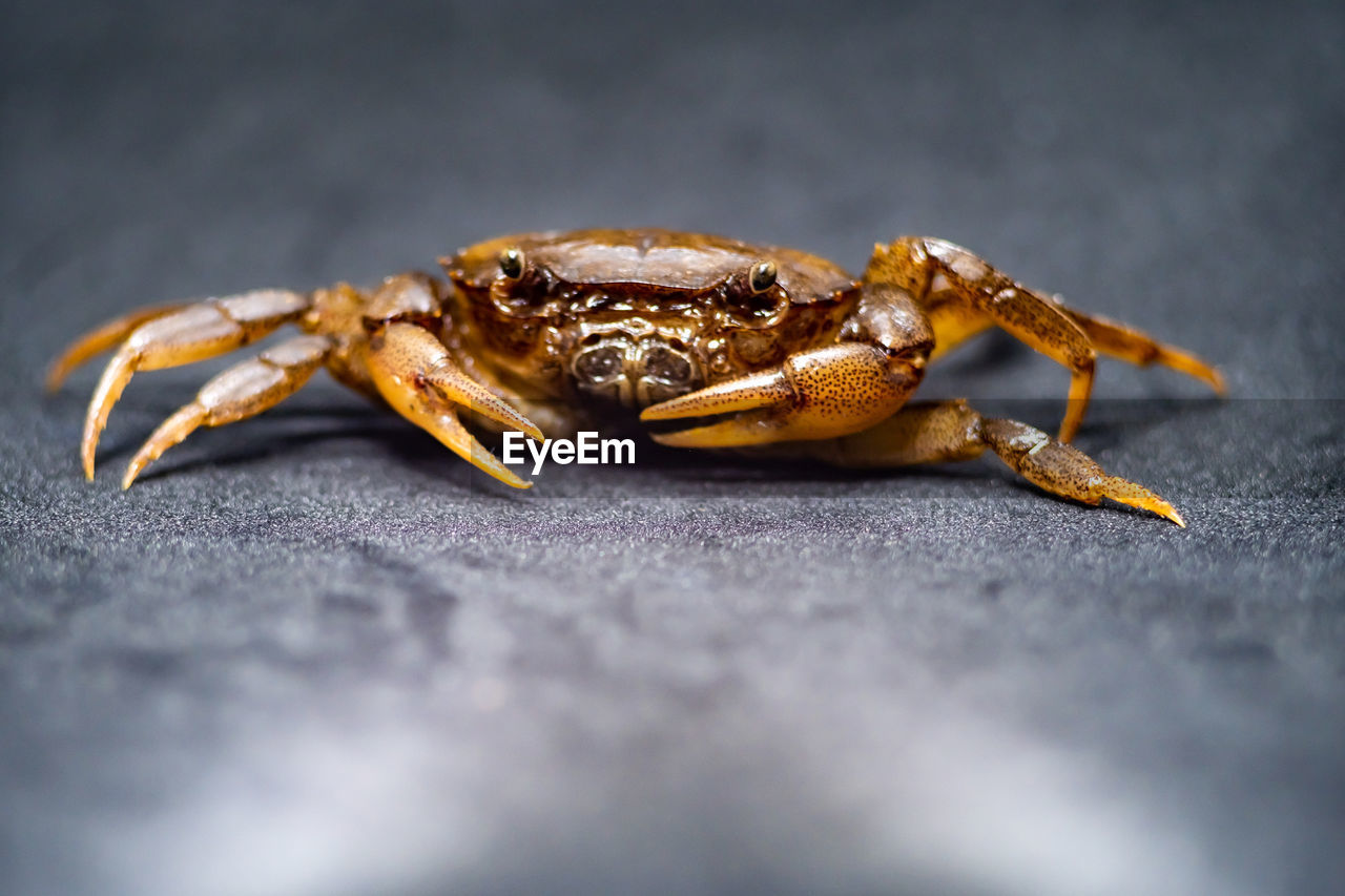 Close-up of crab