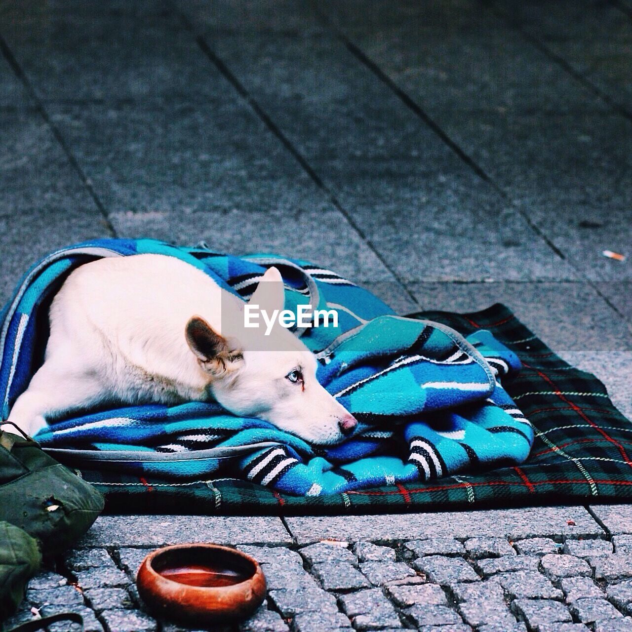Stray dog sleeping on blanket