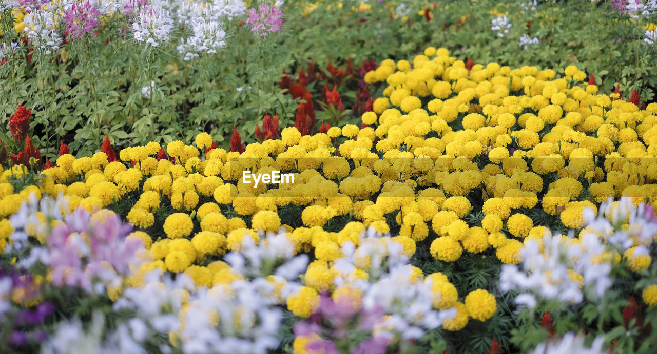 CLOSE-UP OF FRESH YELLOW FLOWERING PLANTS IN BLOOM