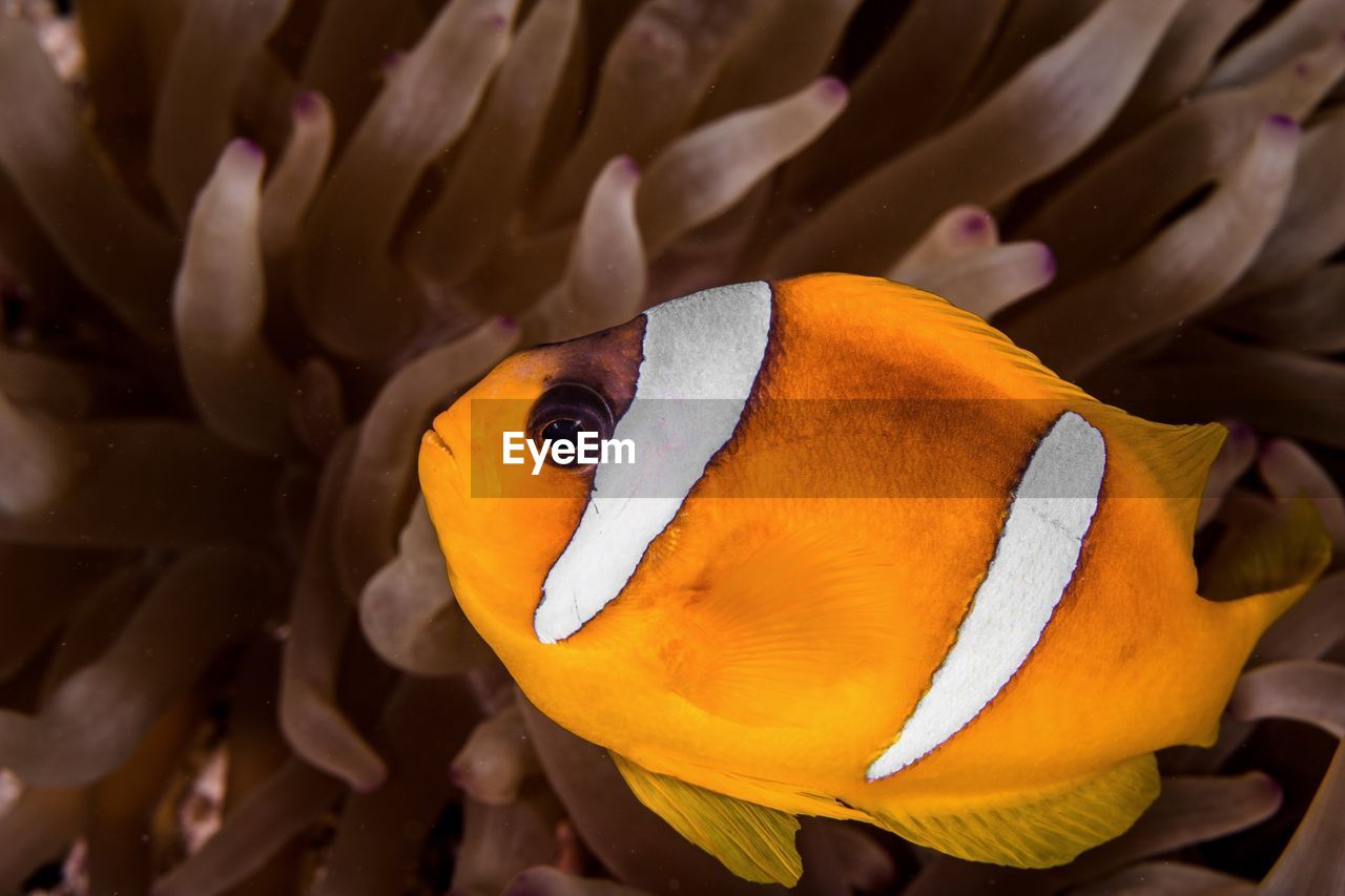 Close-up of anemone fish swimming in sea