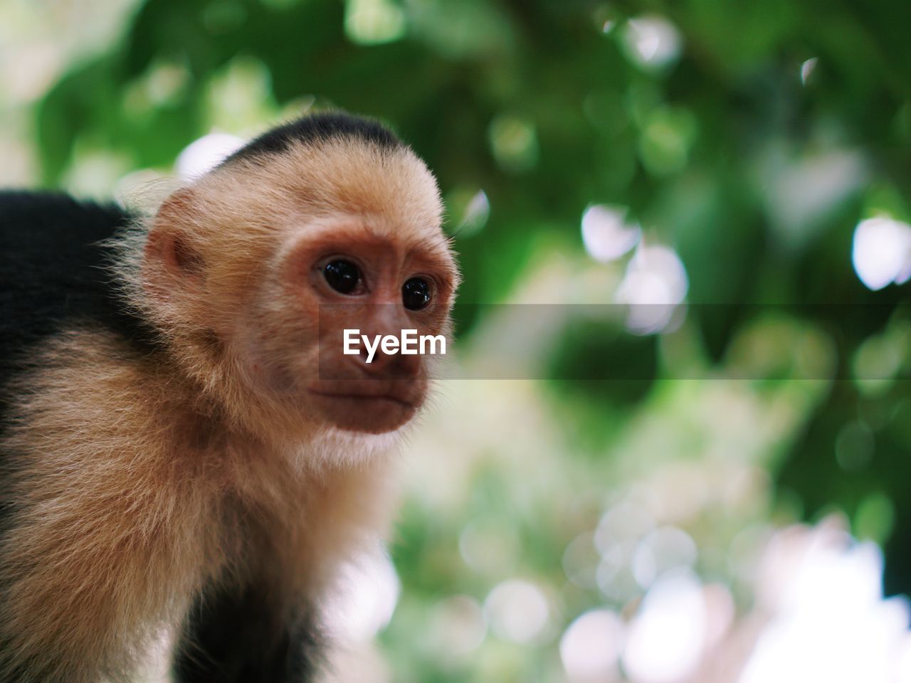 Close-up of monkey against trees