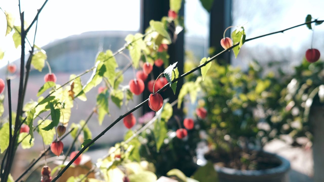 Close-up of plants growing in greenhouse