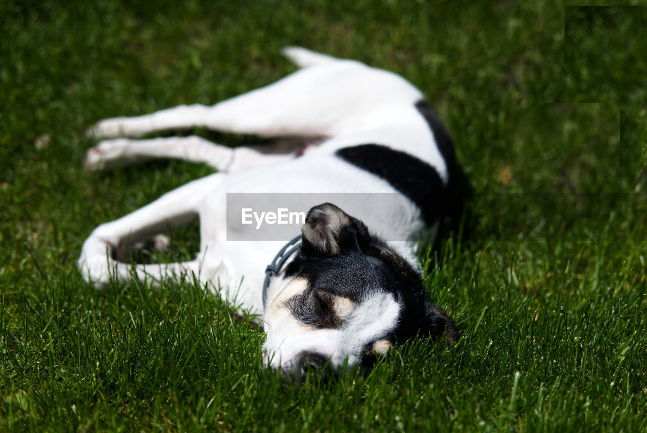 Lazy black and white dog resting in grass in garden in summer