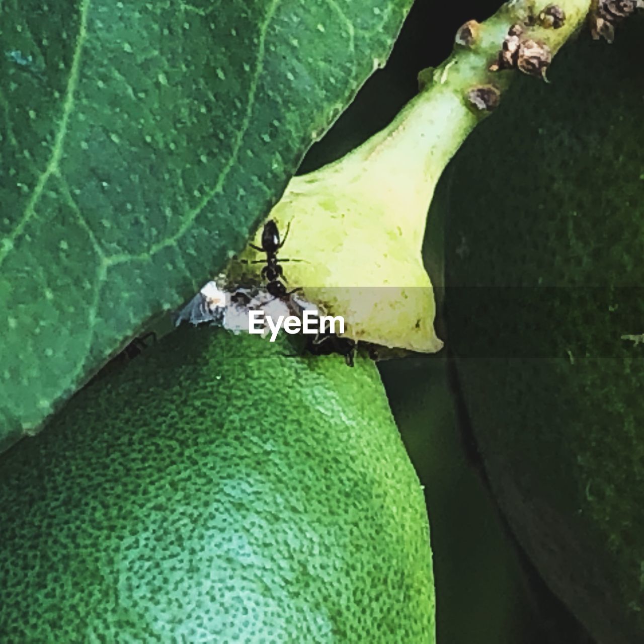 CLOSE-UP OF GRASSHOPPER ON LEAF