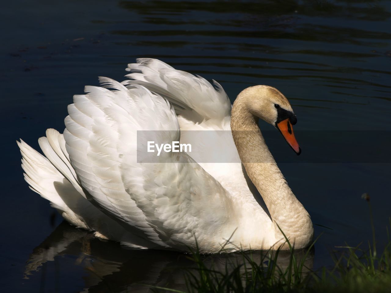 SWAN FLOATING IN LAKE