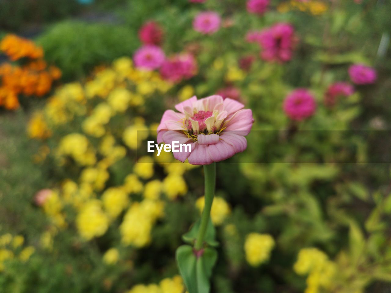 flower, flowering plant, plant, freshness, beauty in nature, close-up, flower head, fragility, growth, pink, nature, inflorescence, petal, focus on foreground, wildflower, meadow, yellow, no people, garden cosmos, outdoors, field, day, springtime, botany, garden, summer