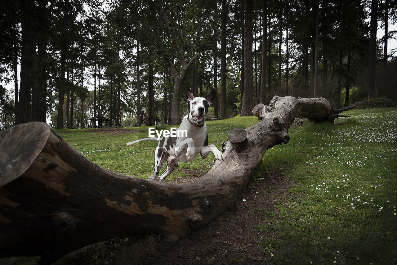 Floppy eared great dane dog leaping over a large fallen tree in outdoor forest park.