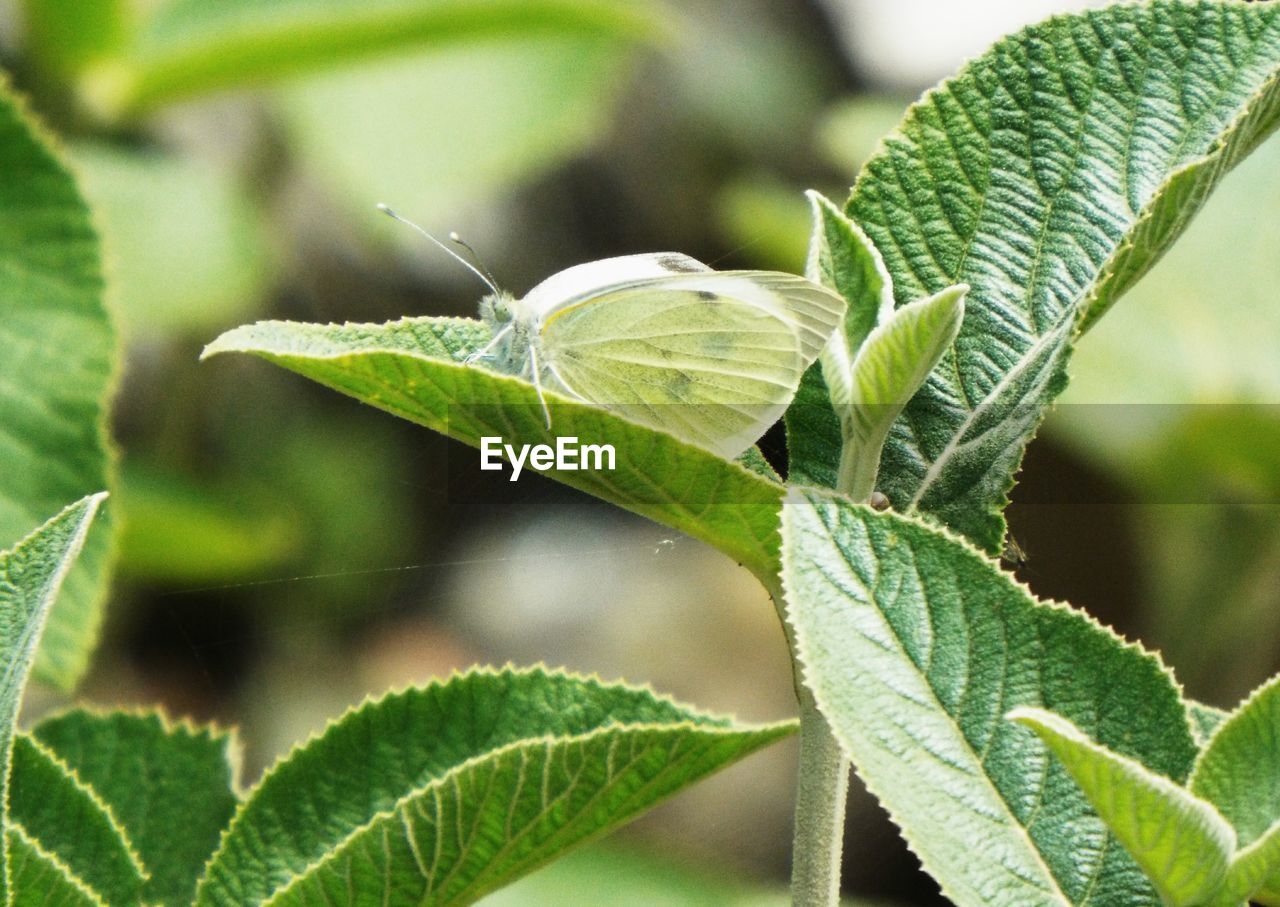 Insect on leaves