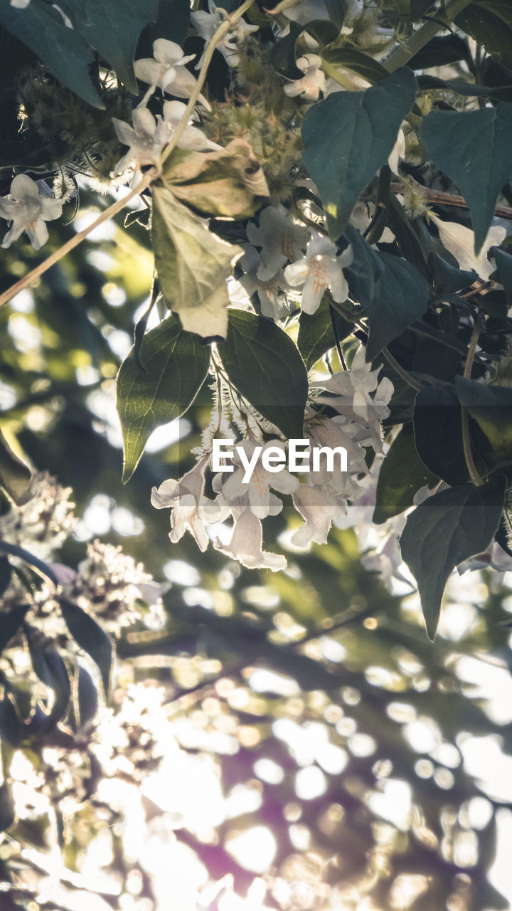 LOW ANGLE VIEW OF FRESH WHITE FLOWERS IN SPRING