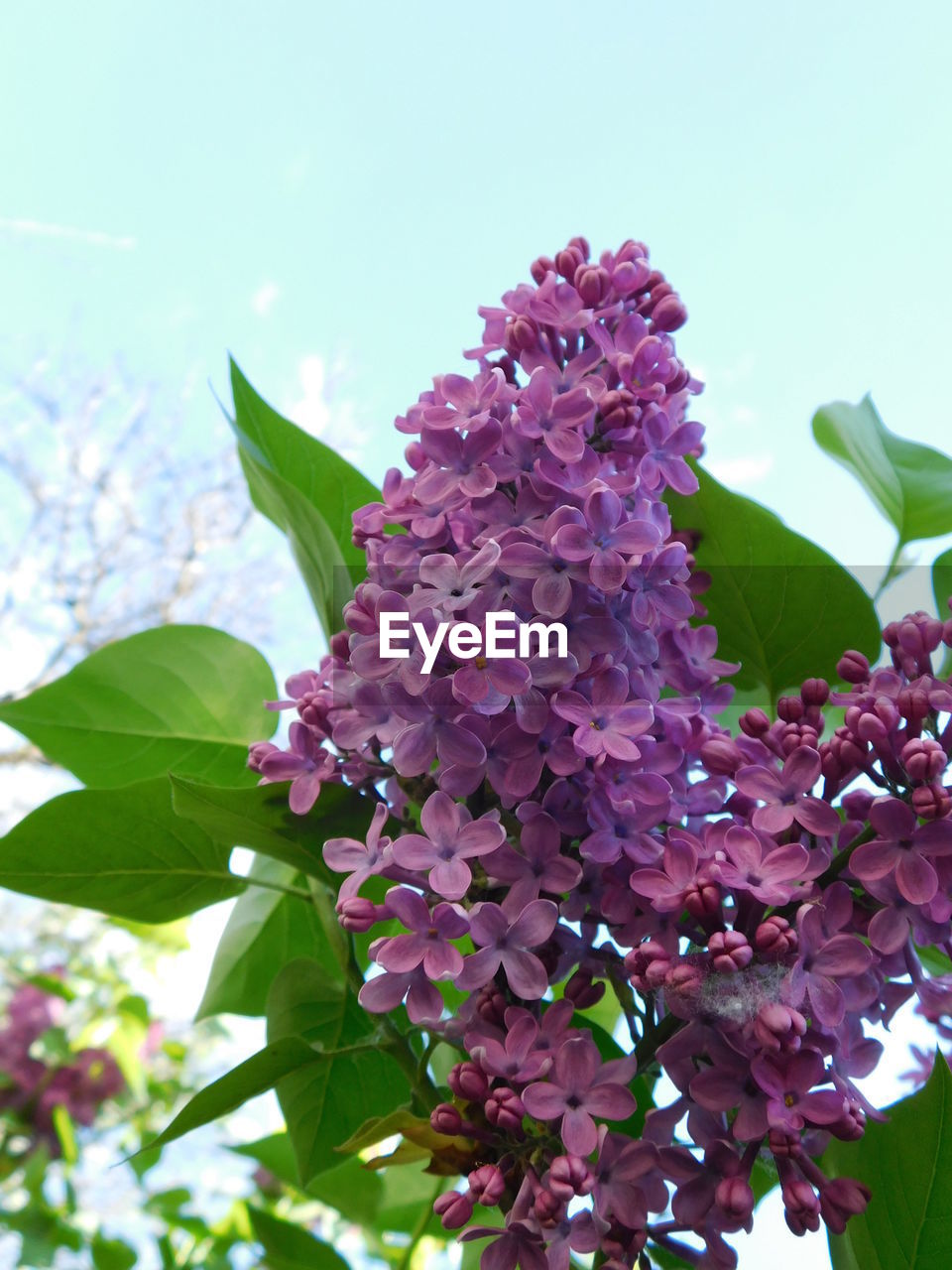 CLOSE-UP OF FRESH PINK FLOWERING PLANT