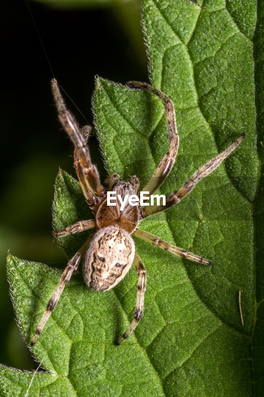 Close-up of spider on leaf