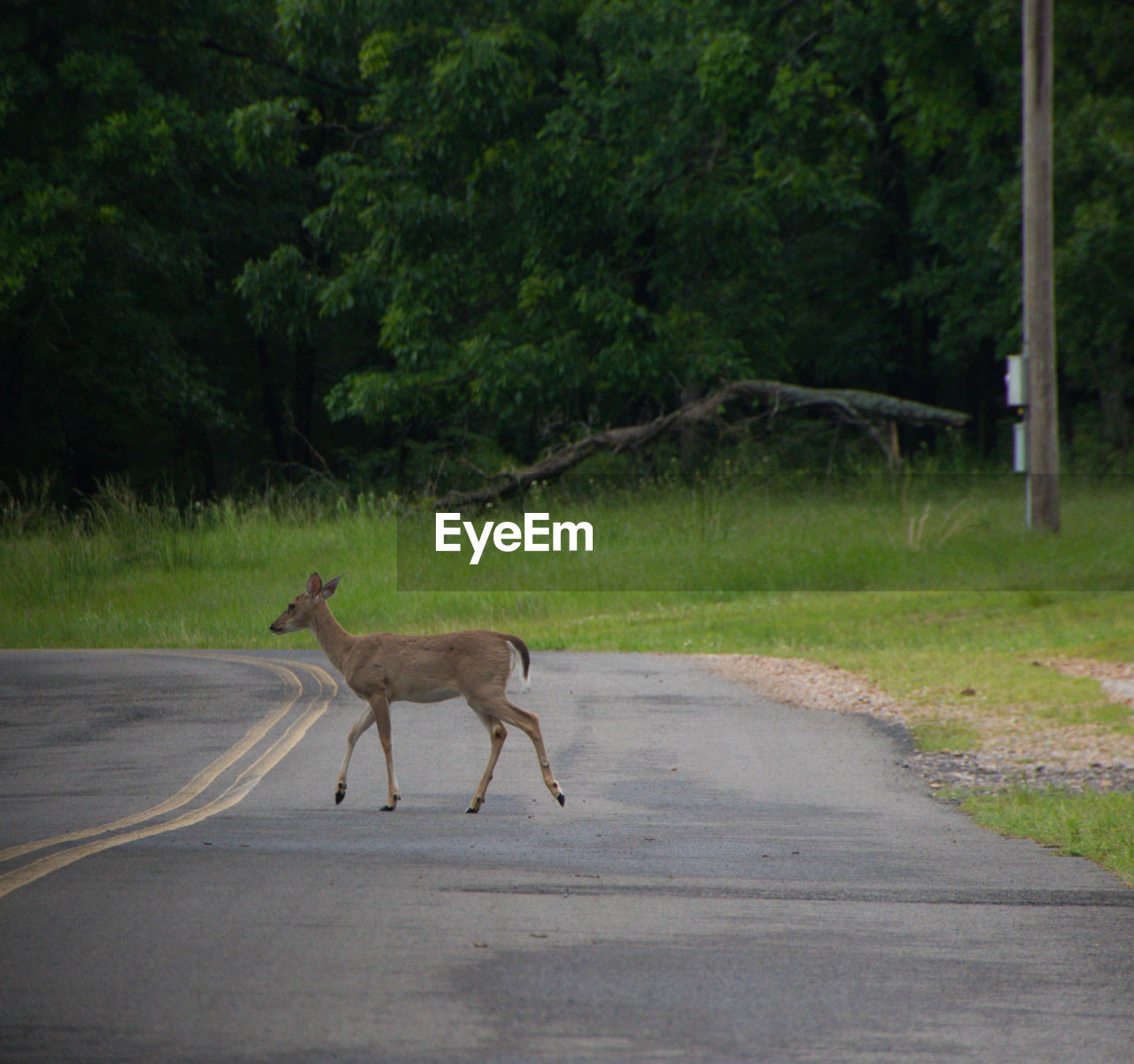 Side view of deer walking across road