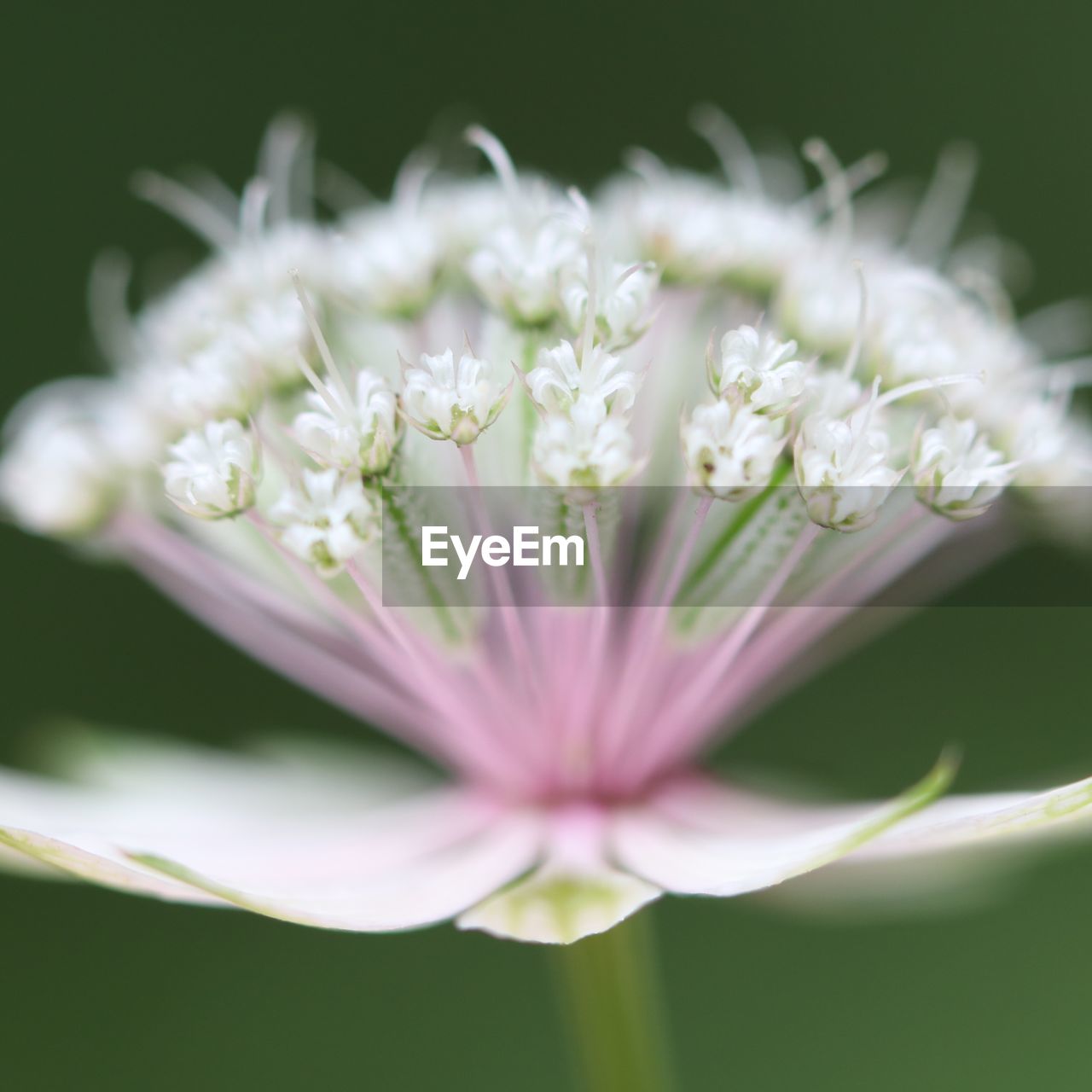 CLOSE-UP OF WHITE FLOWER