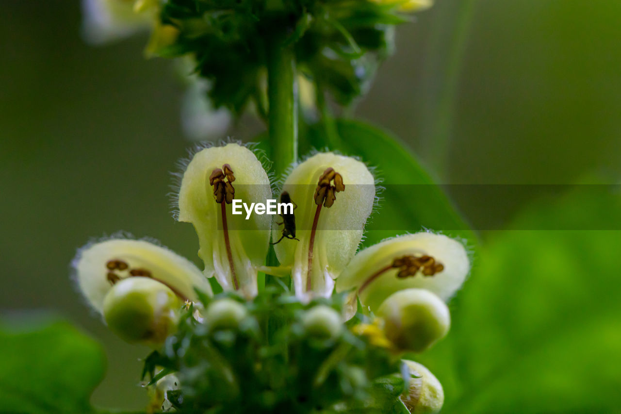 CLOSE-UP OF FLOWERING PLANTS