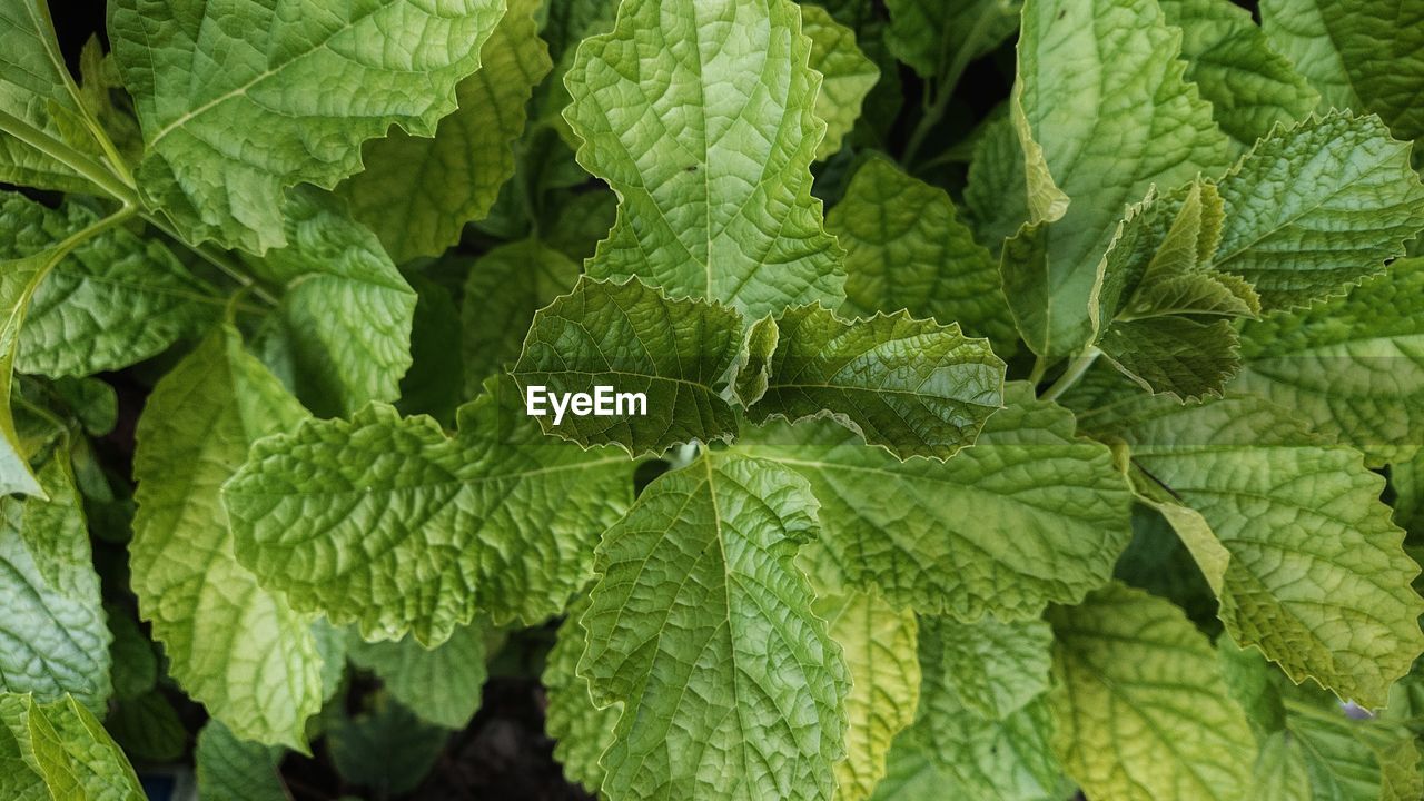 leaf, plant part, green, plant, growth, food and drink, herb, food, nature, backgrounds, full frame, freshness, spearmint, no people, close-up, beauty in nature, flower, day, leaf vein, healthy eating, produce, outdoors, vegetable, wellbeing, agriculture