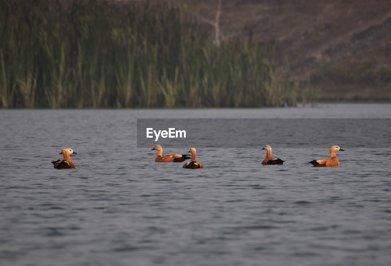 BIRDS SWIMMING IN LAKE