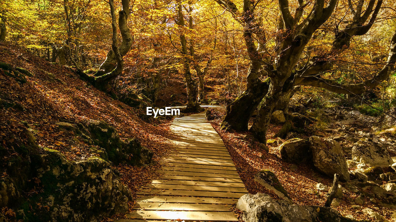 FOOTBRIDGE IN FOREST