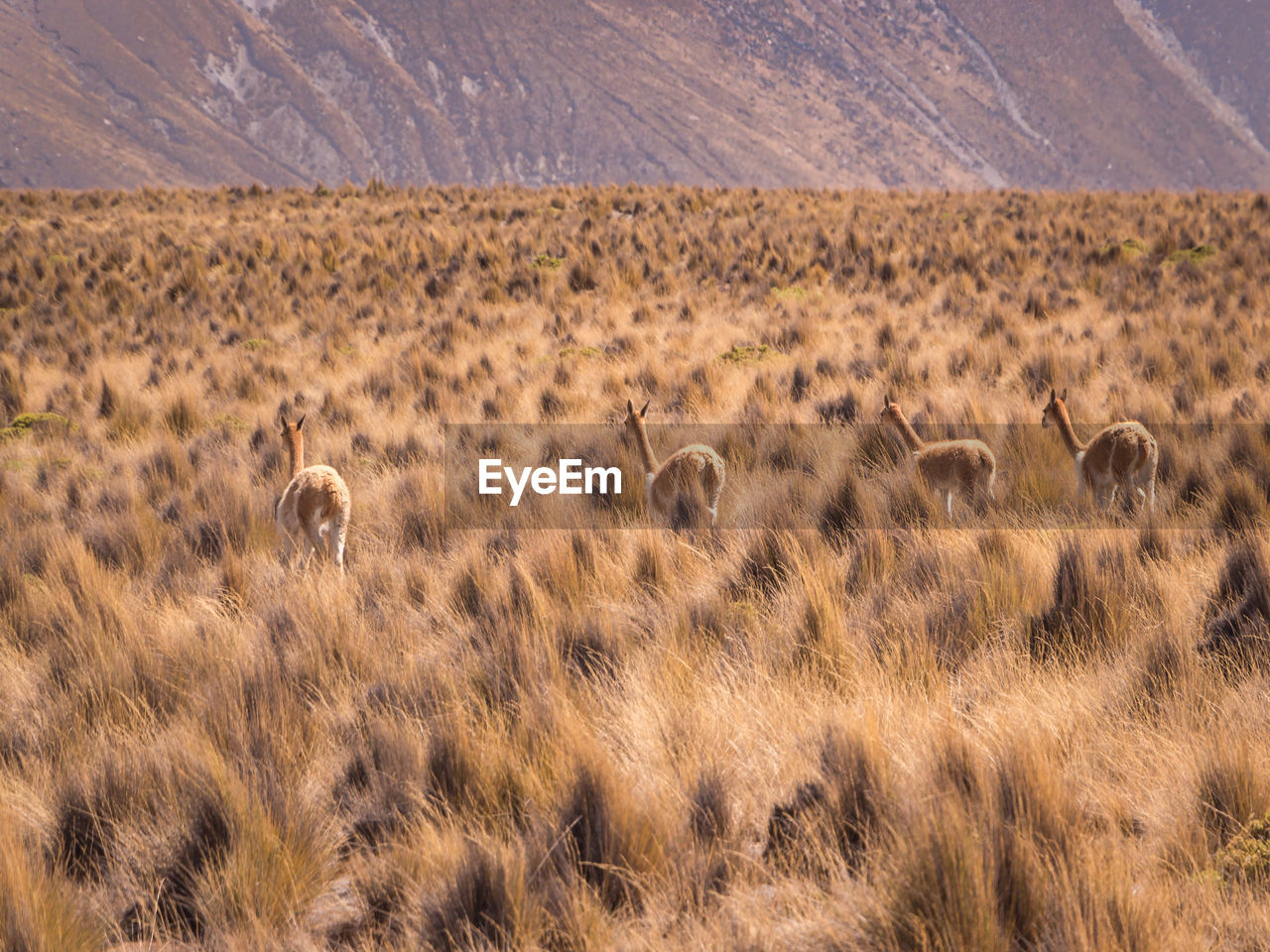 Flock of vicuñas in a field
