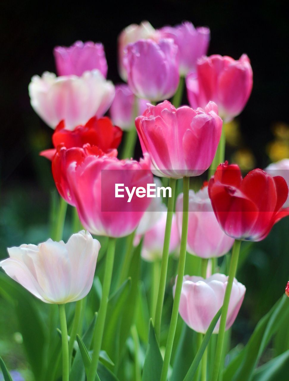 Close-up of pink flowers blooming outdoors