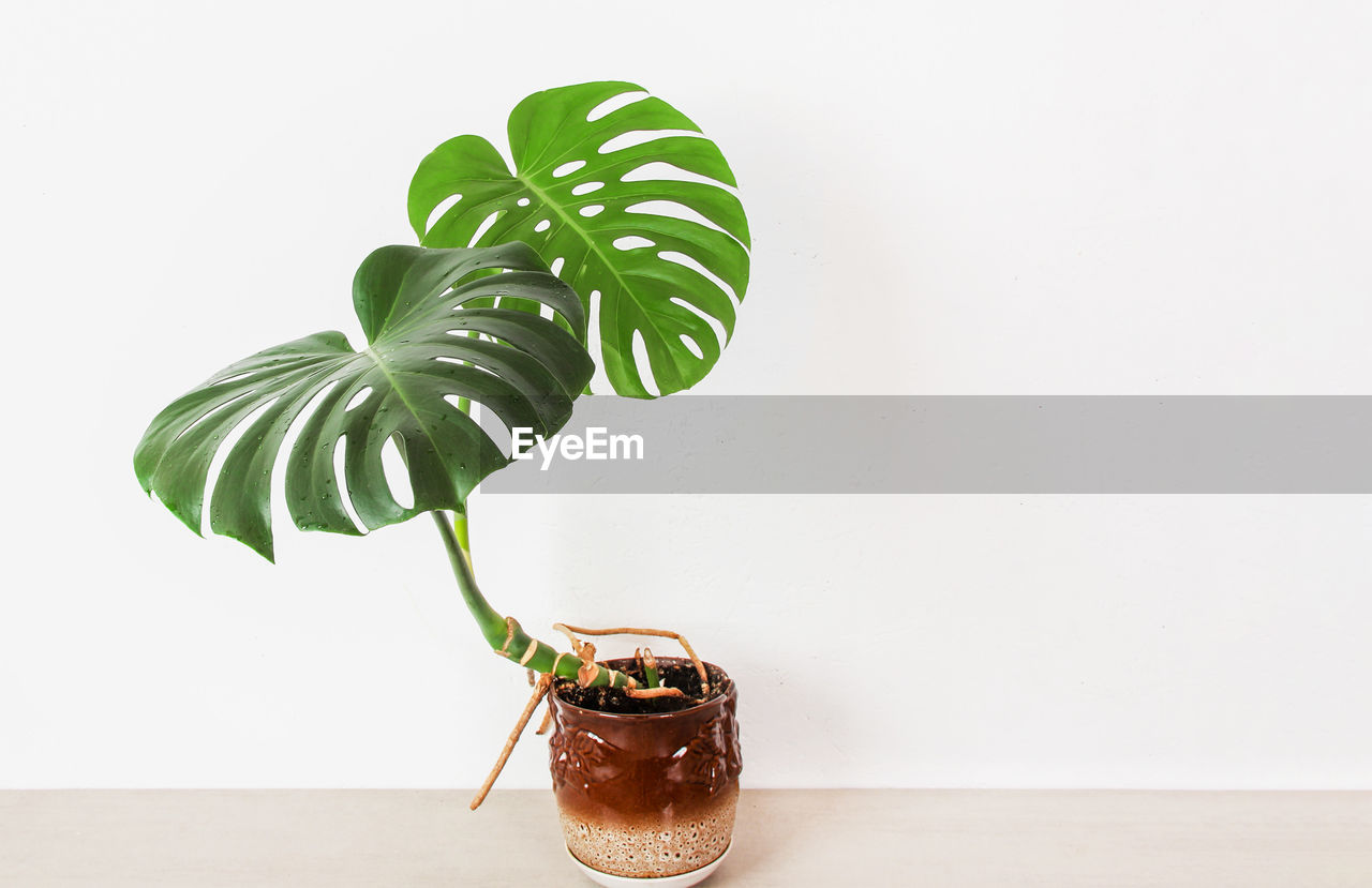 CLOSE-UP OF POTTED PLANT AGAINST WHITE WALL