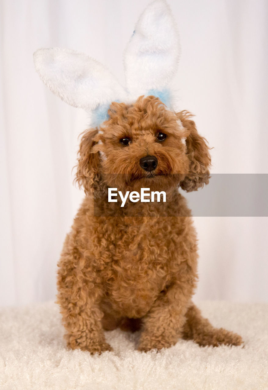 Portrait of dog wearing headband on bed