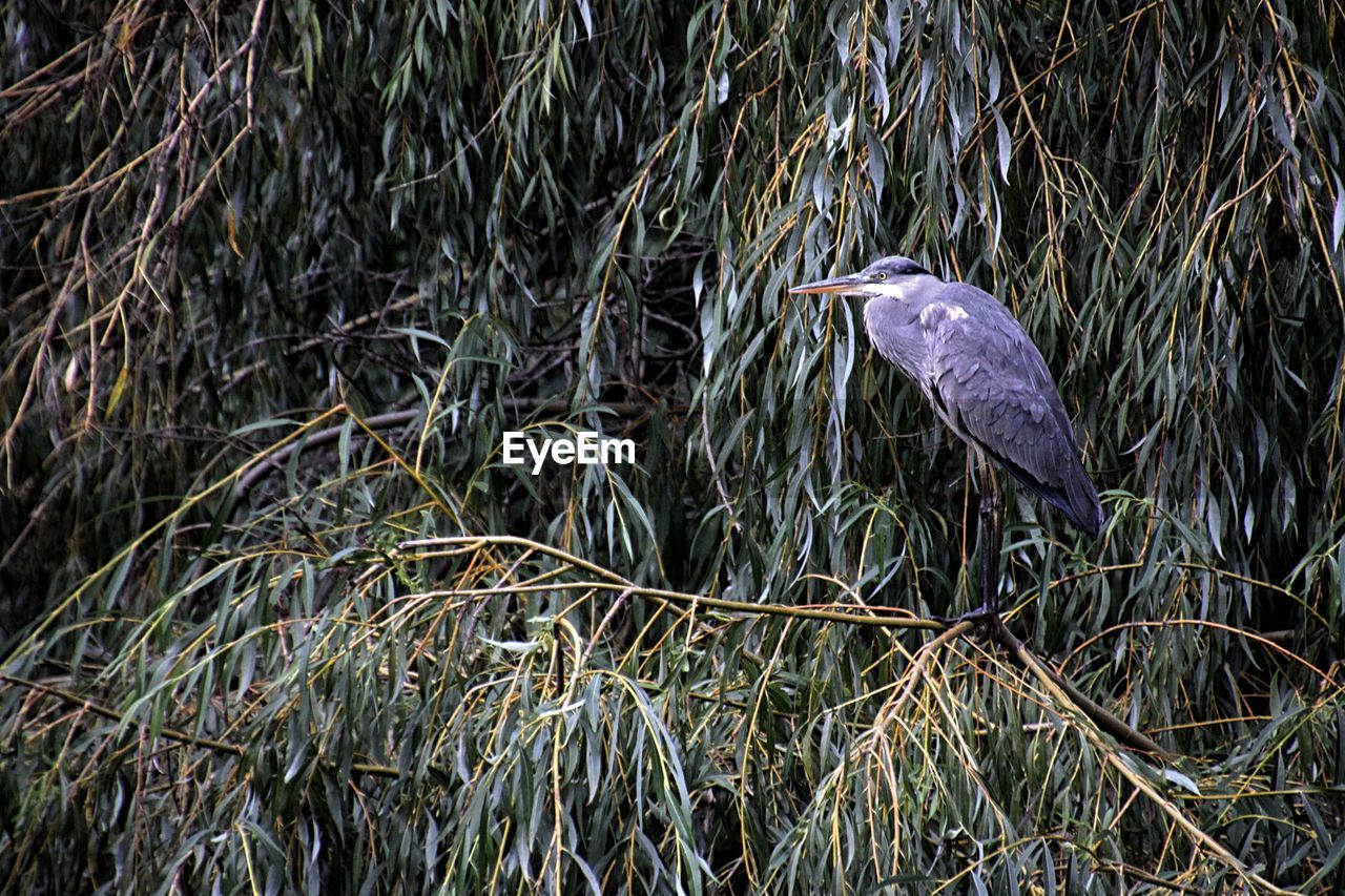 HIGH ANGLE VIEW OF GRAY HERON ON LAND