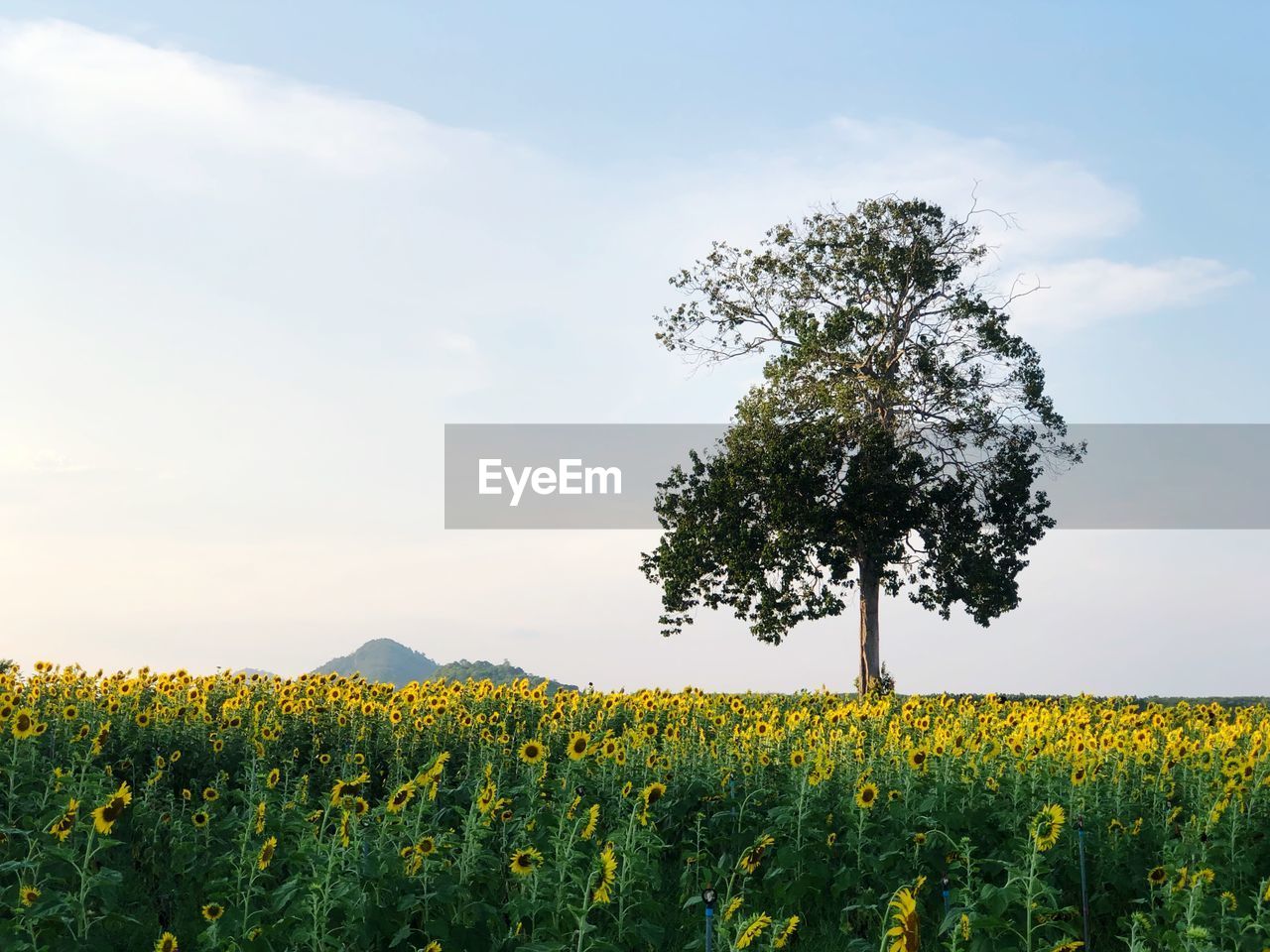 Scenic view of sunflower field against sky