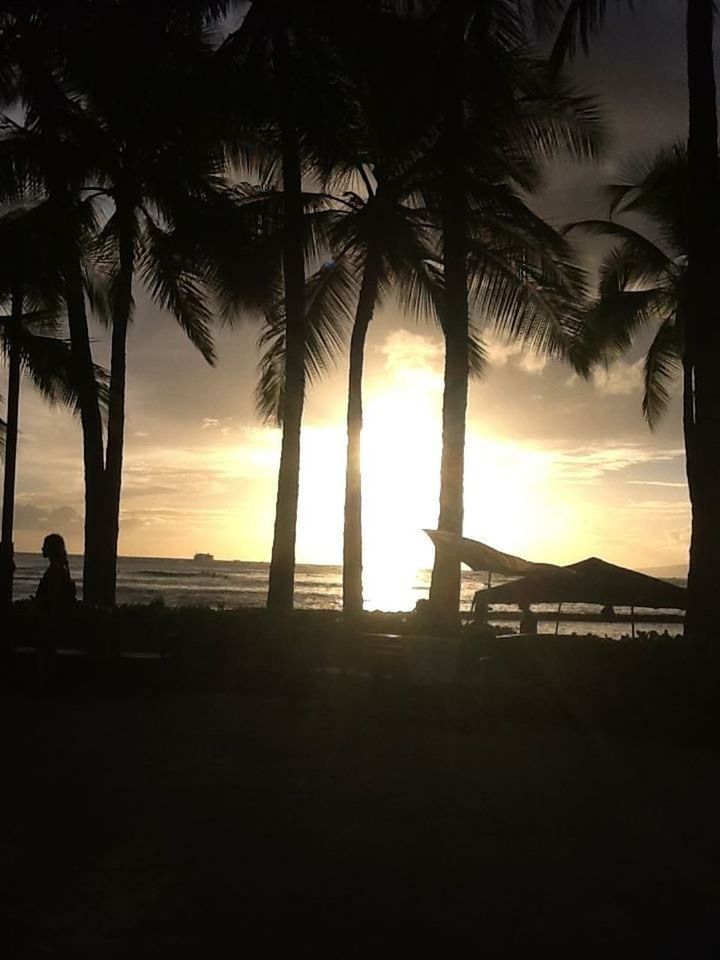 SILHOUETTE PALM TREES AT SUNSET