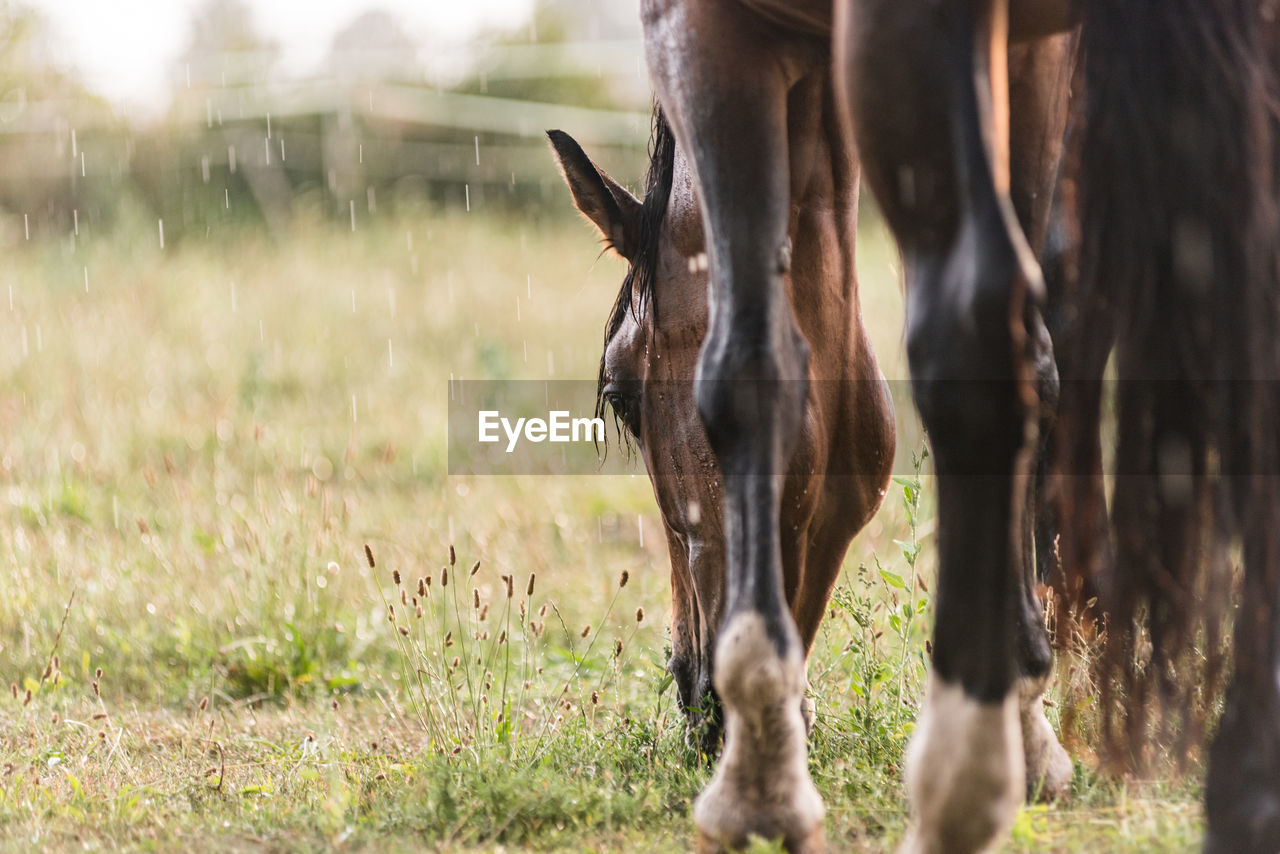 A wet horse with raindrops running down on fur. horse standing in a green pasture during a downpour