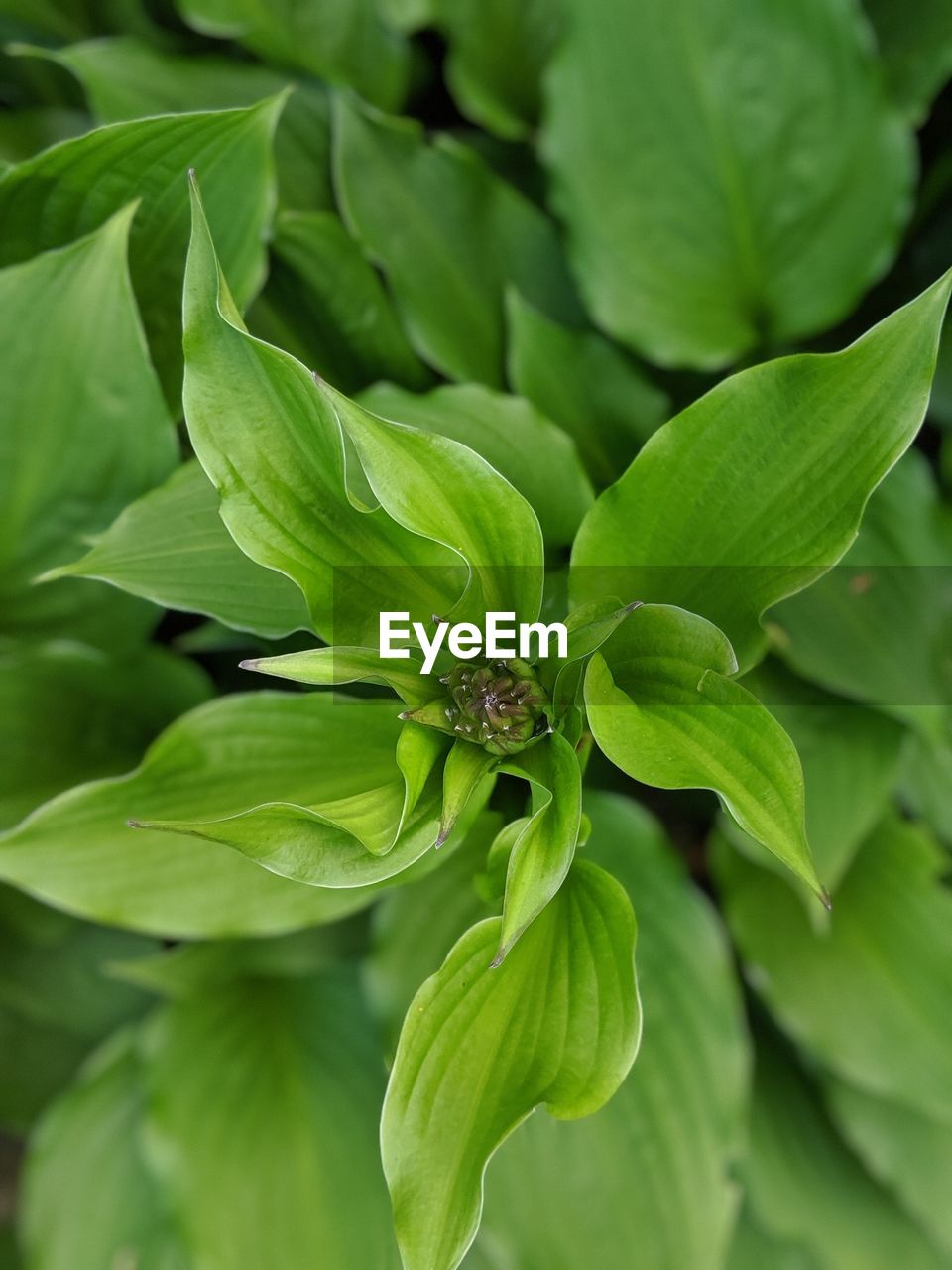CLOSE-UP OF GREEN LEAVES