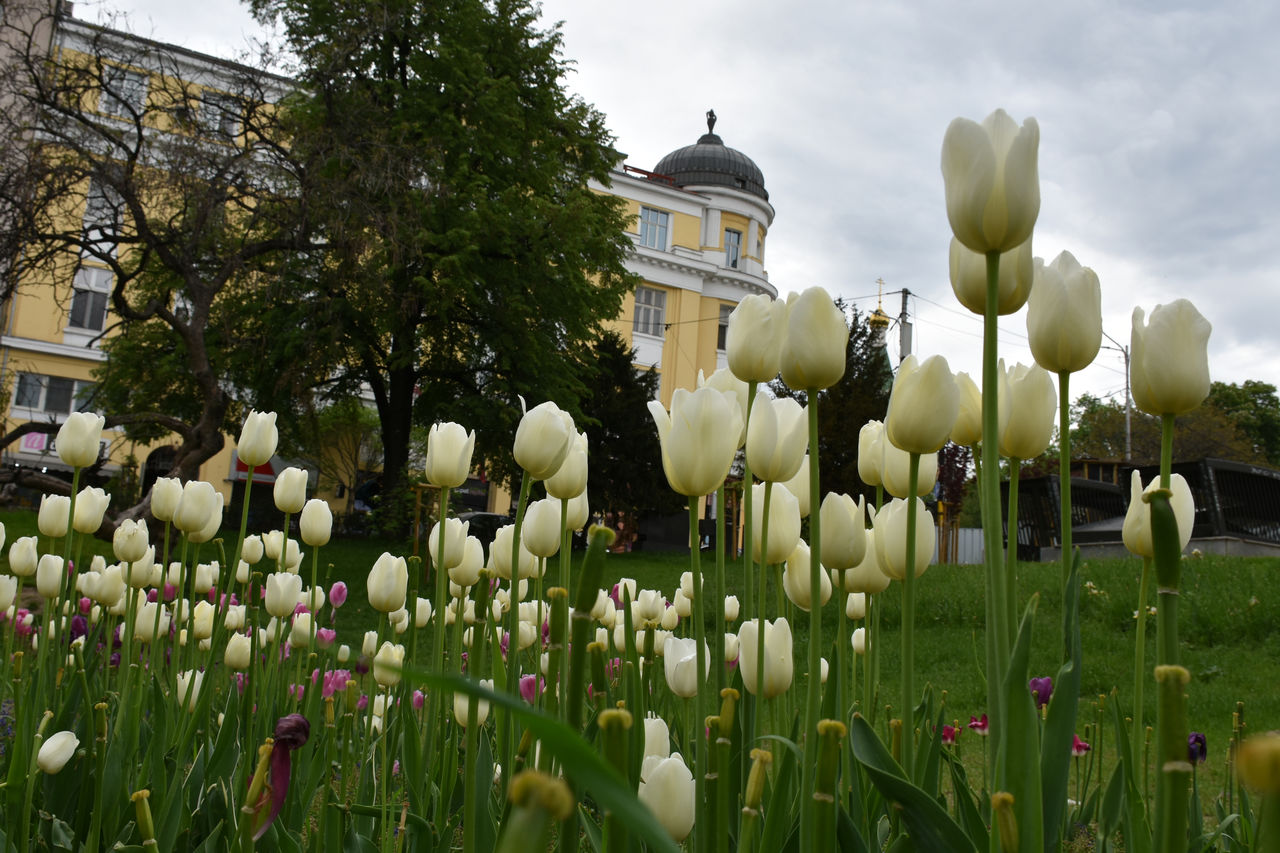 Close-up of white flowering plants against the sky