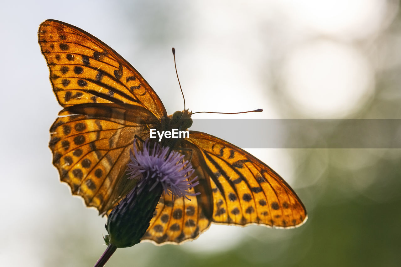 CLOSE-UP OF BUTTERFLY POLLINATING FLOWER