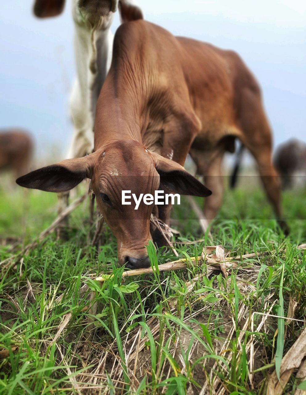 COW GRAZING IN A FIELD