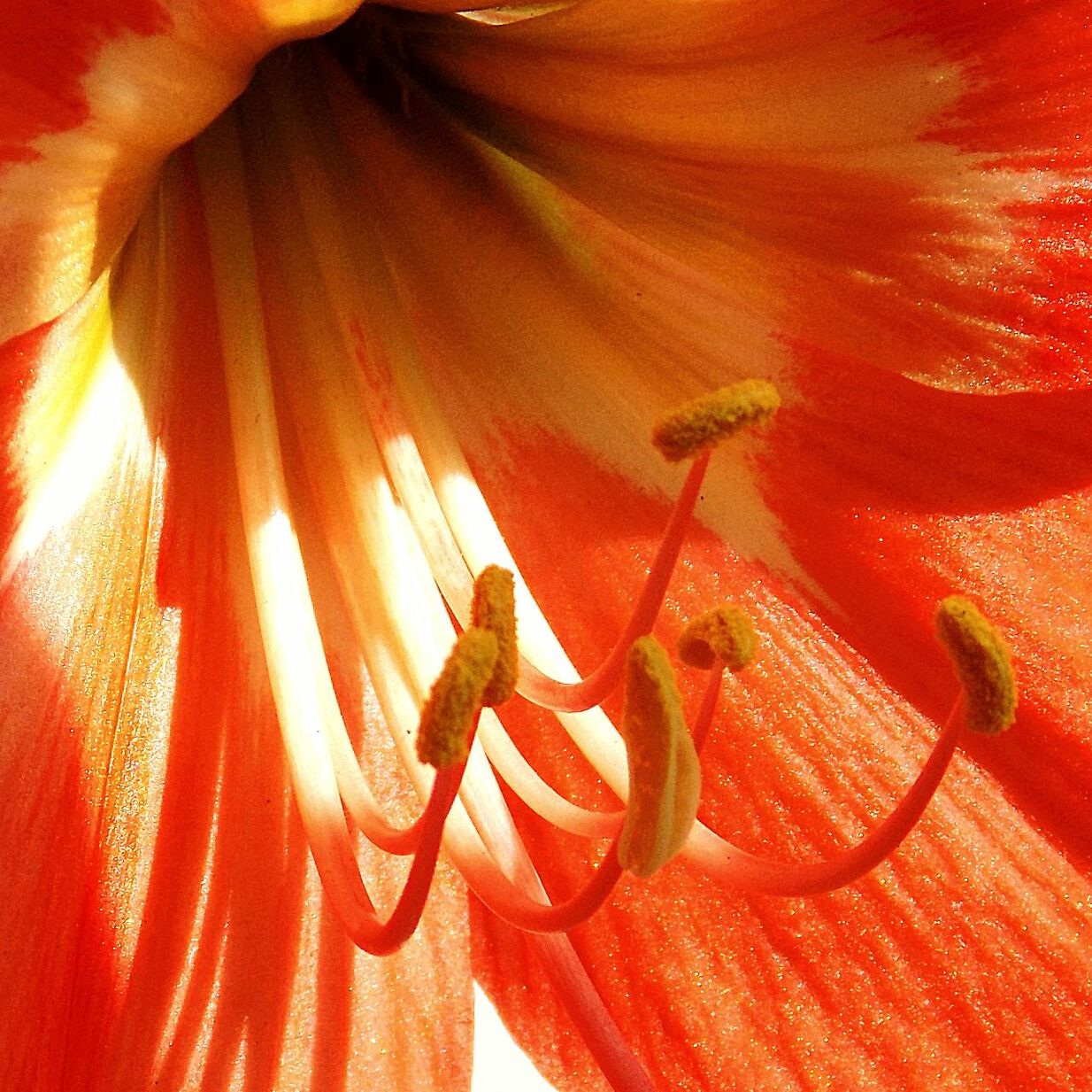 Close-up of orange lily growing outdoors