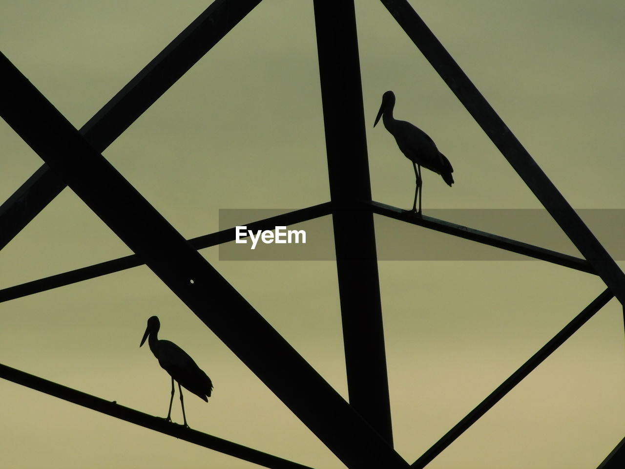 LOW ANGLE VIEW OF BIRDS PERCHING ON METAL