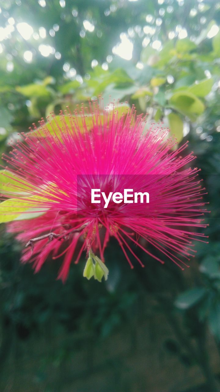 CLOSE-UP OF PINK FLOWERS