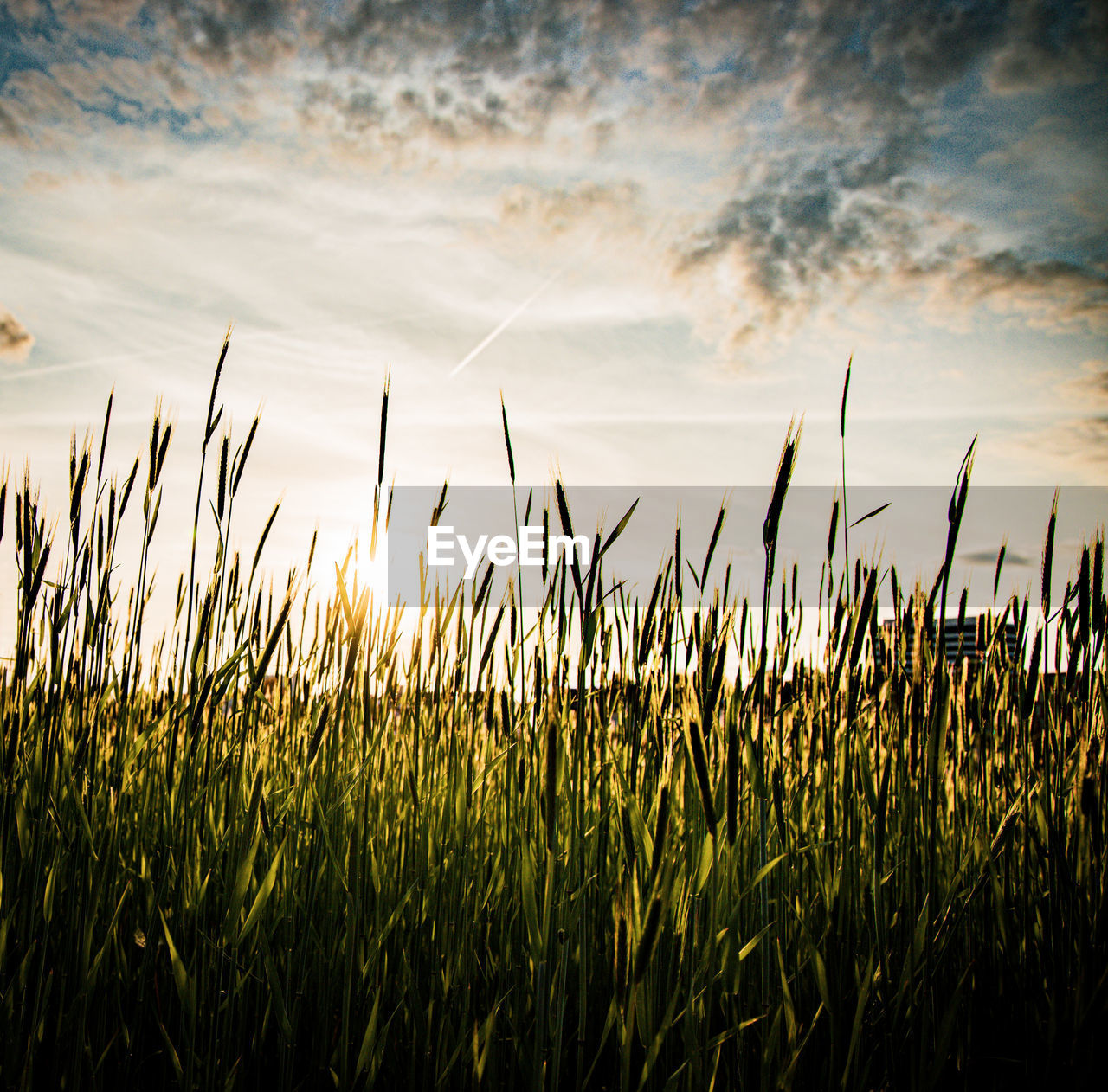 sky, morning, sunlight, cloud, landscape, plant, nature, field, horizon, land, crop, cereal plant, agriculture, environment, rural scene, beauty in nature, growth, corn, grass, tranquility, sunrise, no people, scenics - nature, sun, dawn, summer, tranquil scene, outdoors, food, idyllic, dramatic sky, farm, twilight, non-urban scene, blue, barley, back lit, urban skyline, cloudscape, food and drink, vibrant color