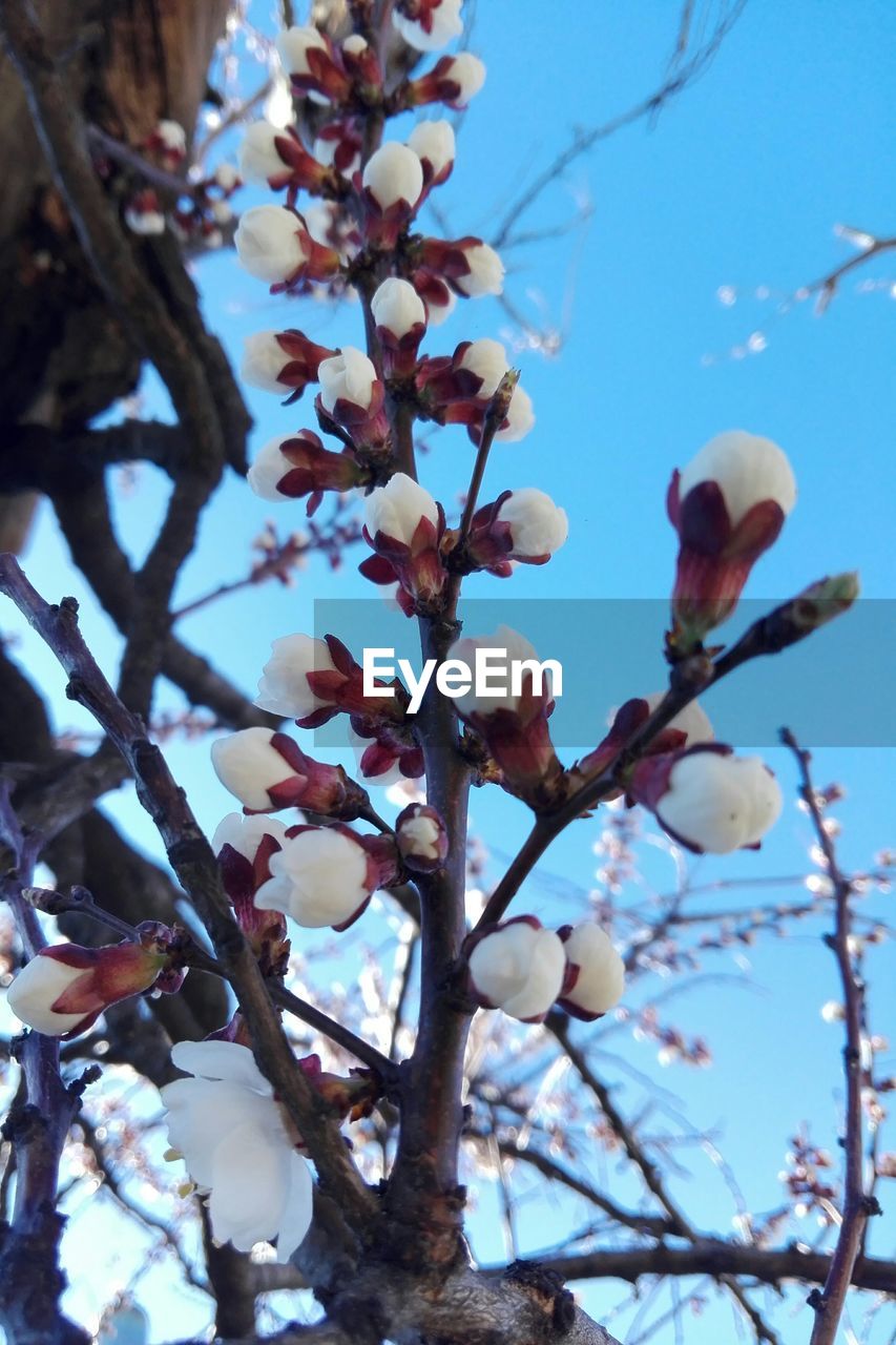 LOW ANGLE VIEW OF FLOWER TREE